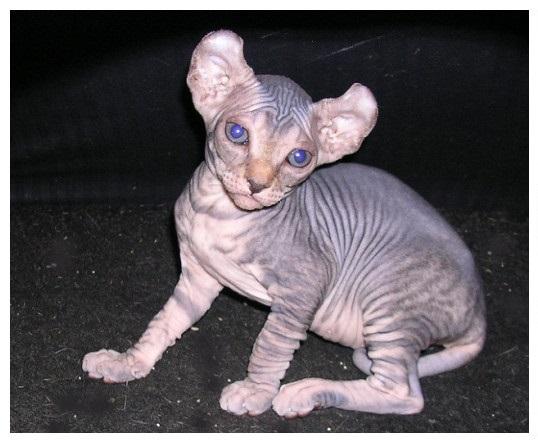 美国卷耳猫真的适合新手养吗? 美国卷耳猫真的适合新手养吗?