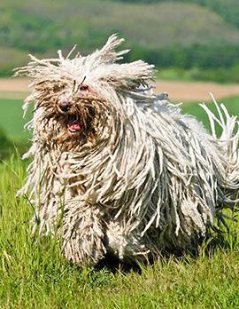 古代英国牧羊犬真是拖把成精了吗？