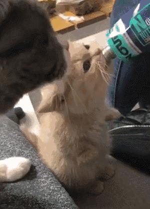 2016年双十一常见问题总结：提升成交额的实用技巧