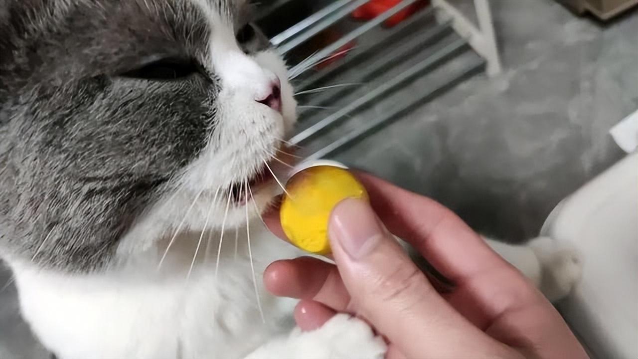 猫咪吃什么会死?不适合猫咪食用的10类物质大揭秘 猫咪吃什么会死?不适合猫咪食用的10类物质大揭秘