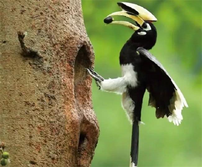 花头鹦鹉到底能不能家养？