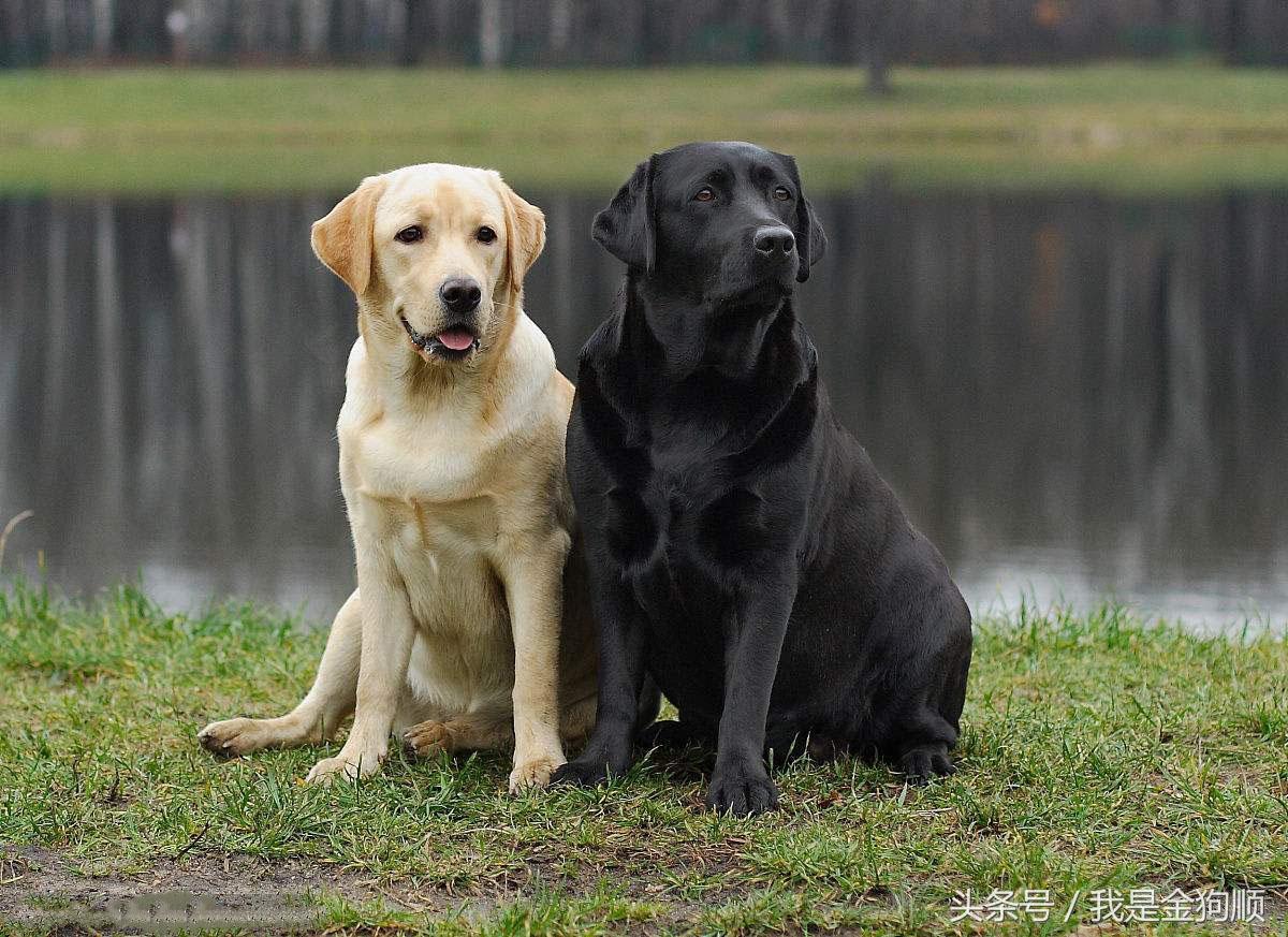拉布拉多真的是最完美的家庭犬吗？