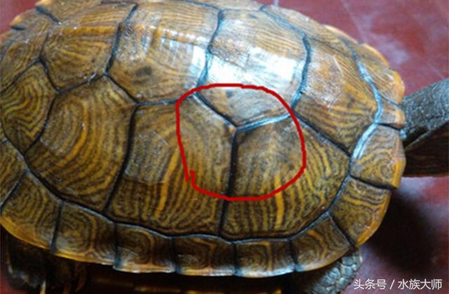 巴西龟壳发臭真的是腐甲病吗？