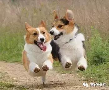 狗狗总蹭屁股是得了绦虫病吗？