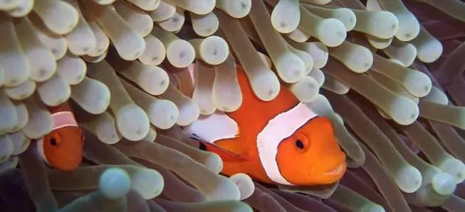 深入了解小丑鱼：小丑鱼的资料与信息全解析