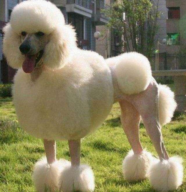 为什么人们喜爱金毛犬？全面细数金毛犬的众多优点