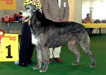 寻找萨路基犬的购买地点？推荐高档大型宠物店