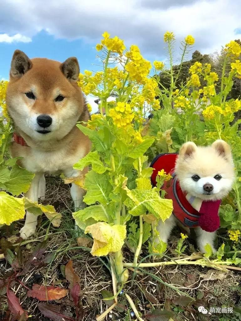 养柴犬俊介真的像网上说的那么难吗？