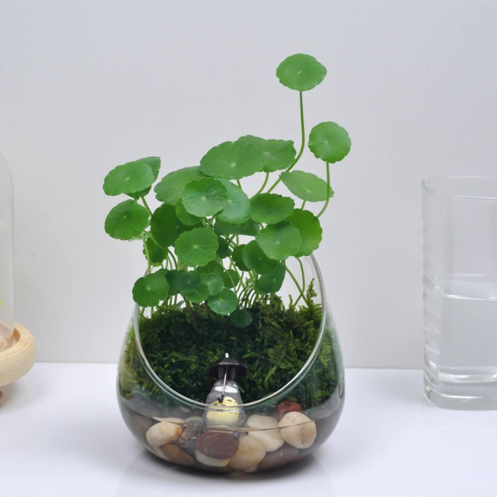 铜钱草为啥总被我养死？