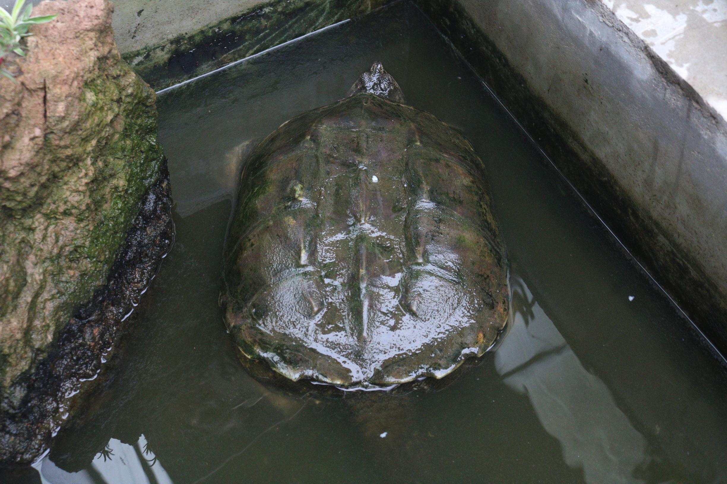 鳄鱼龟养殖真能年入百万吗? 鳄鱼龟养殖真能年入百万吗?