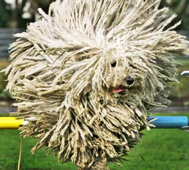 古代英国牧羊犬真是拖把成精了吗？