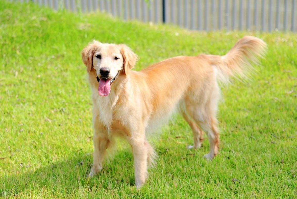 狗狗驱虫费用及频率指南：家长按时驱虫的重要性