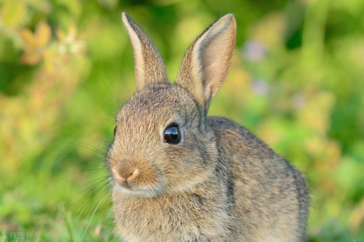 2024年这几个属相真要倒大霉？