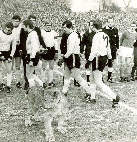 想养牧羊犬？中国牧羊犬俱乐部到底靠不靠谱？