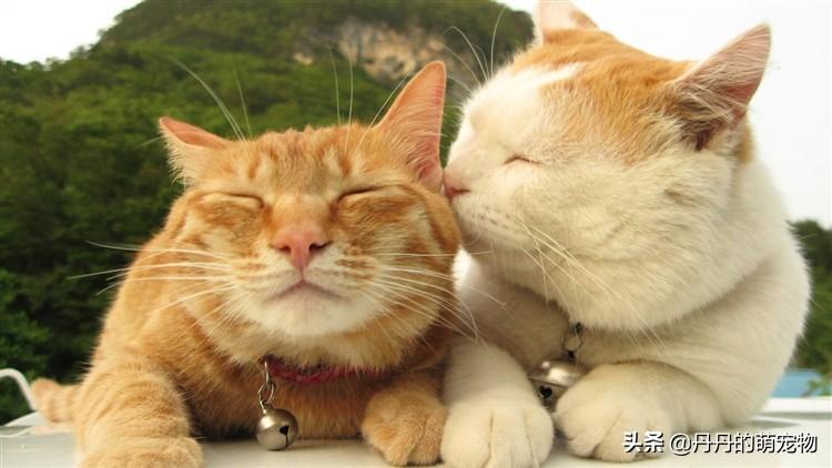 俗人岛华人论坛到底怎么玩？新手必看完整指南！