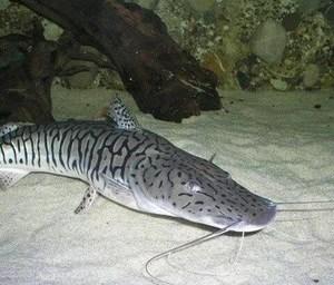 鸭嘴鱼饲养并不难,快来看看鸭嘴鱼怎么养 鸭嘴鱼饲养并不难,快来看看鸭嘴鱼怎么养