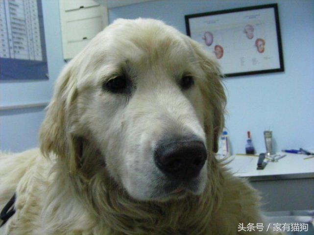 狗狗得了犬瘟还能救回来吗？