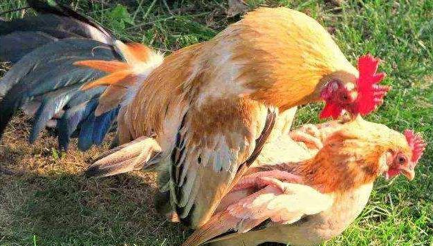 狗狗交配到底有多少门道要掌握？