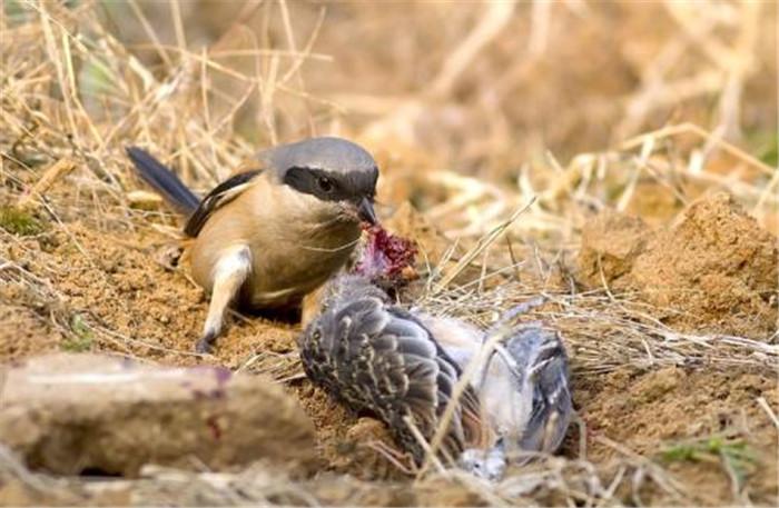 伯劳鸟真的会把猎物钉在树枝上吗？