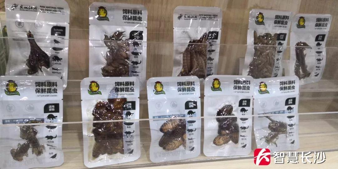 养湖南黄粉虫真的能月入过万吗？