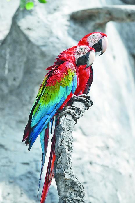 狗语翻译器真能听懂我家毛孩说话吗？