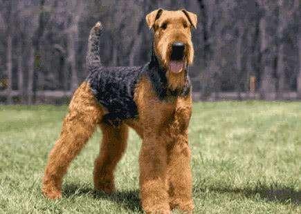 美系秋田犬真的适合新手养吗？