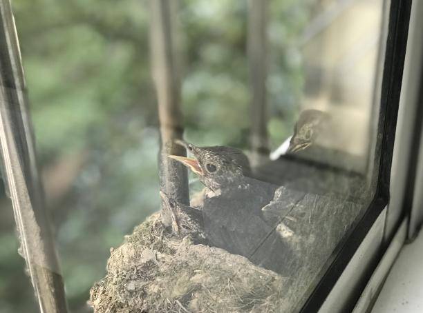 这种鸟为什么能边飞边唱歌？