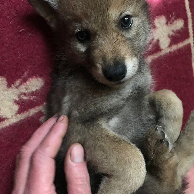 你家哈士奇真的是狼吗？