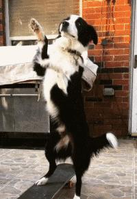 边境牧羊犬真的适合当宠物养吗？