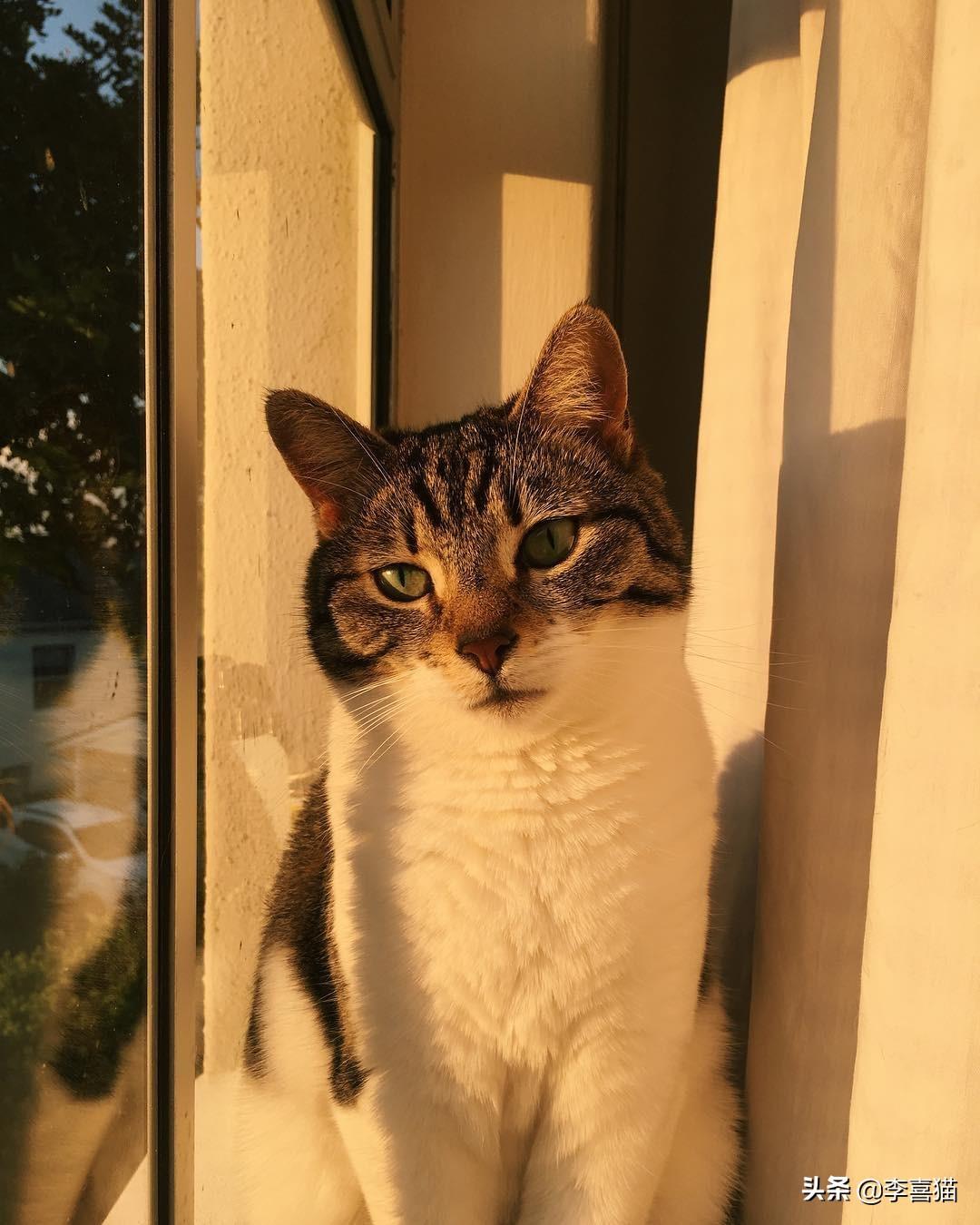 刚入坑猫咪猎手完全摸不着头脑？