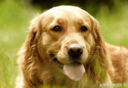 金毛犬训练三个月还没效果是哪里出问题了？