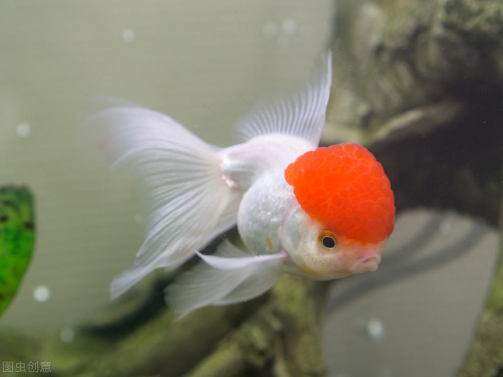 避免金鱼死亡的10个养殖好方法，让你的金鱼健康长寿