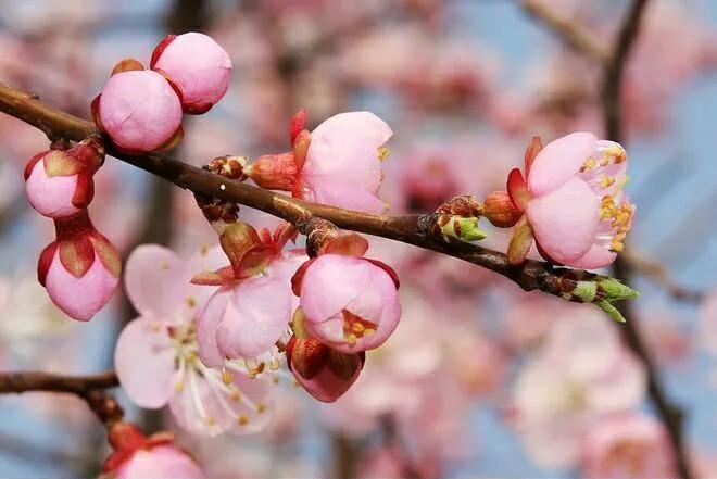 正月二十这天究竟藏着什么秘密？