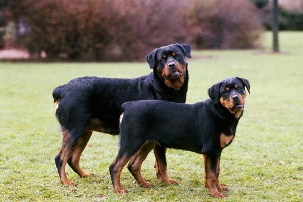 罗威纳犬真的适合新手养吗？