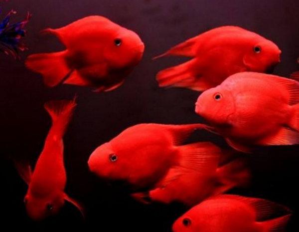 新手养鲜红胸鹦鹉为什么总是养不活？