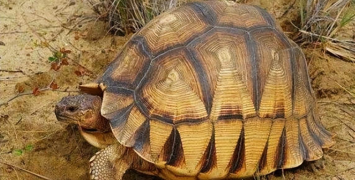 安哥洛卡龟真的难养到让人崩溃吗？