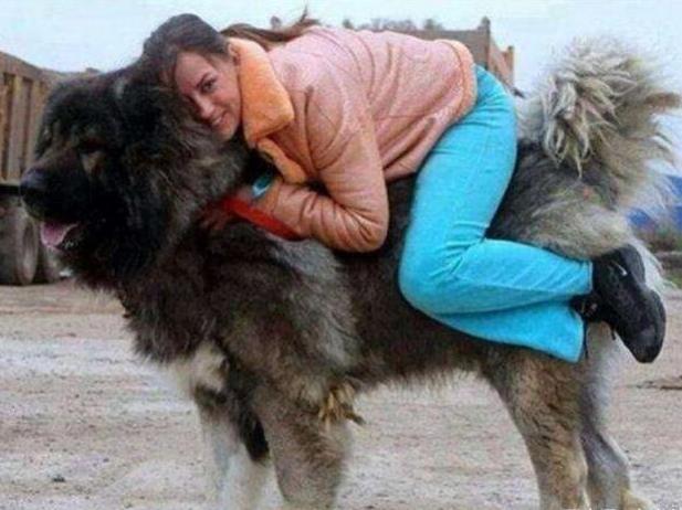 藏獒真的适合新手养吗？