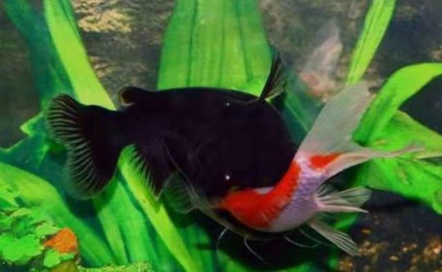 龙鱼掉眼是否要紧？实则不会影响龙鱼健康状况