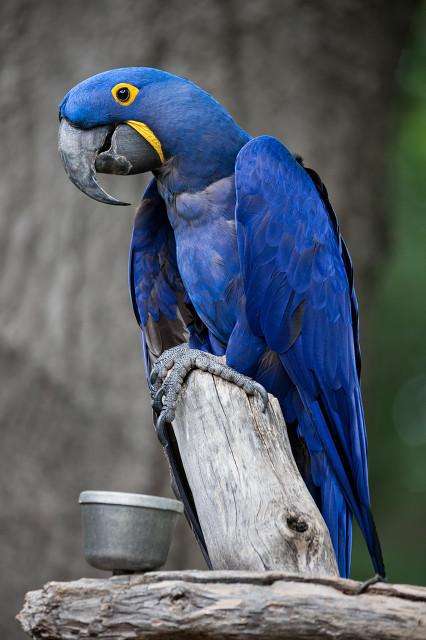 栗额金刚鹦鹉真的适合新手饲养吗？