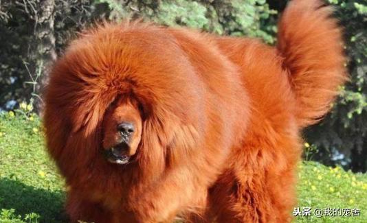 比特犬和藏獒打架谁会赢？