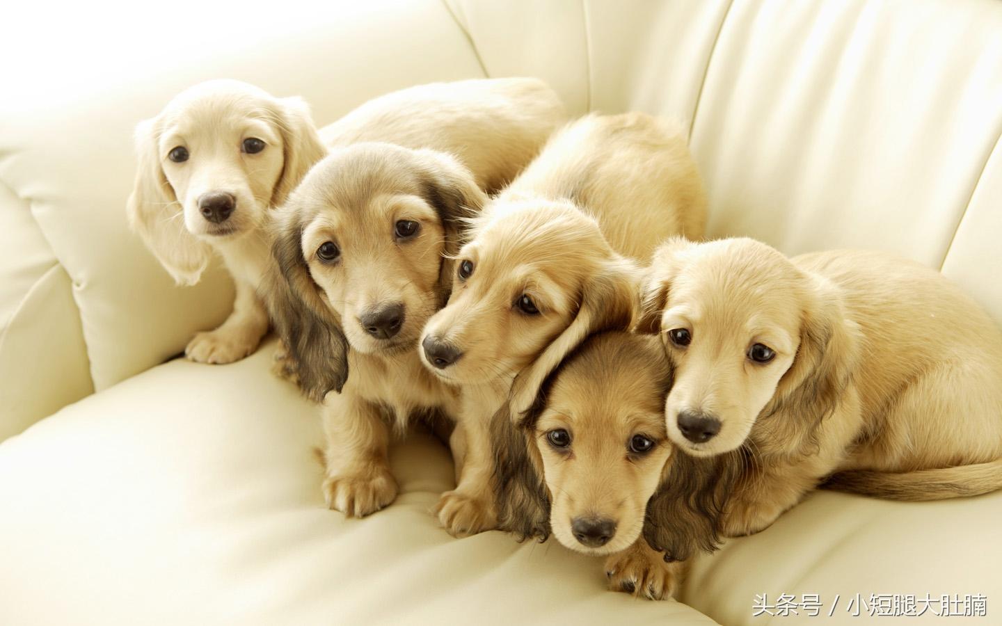 拉布拉多和金毛到底有啥区别？