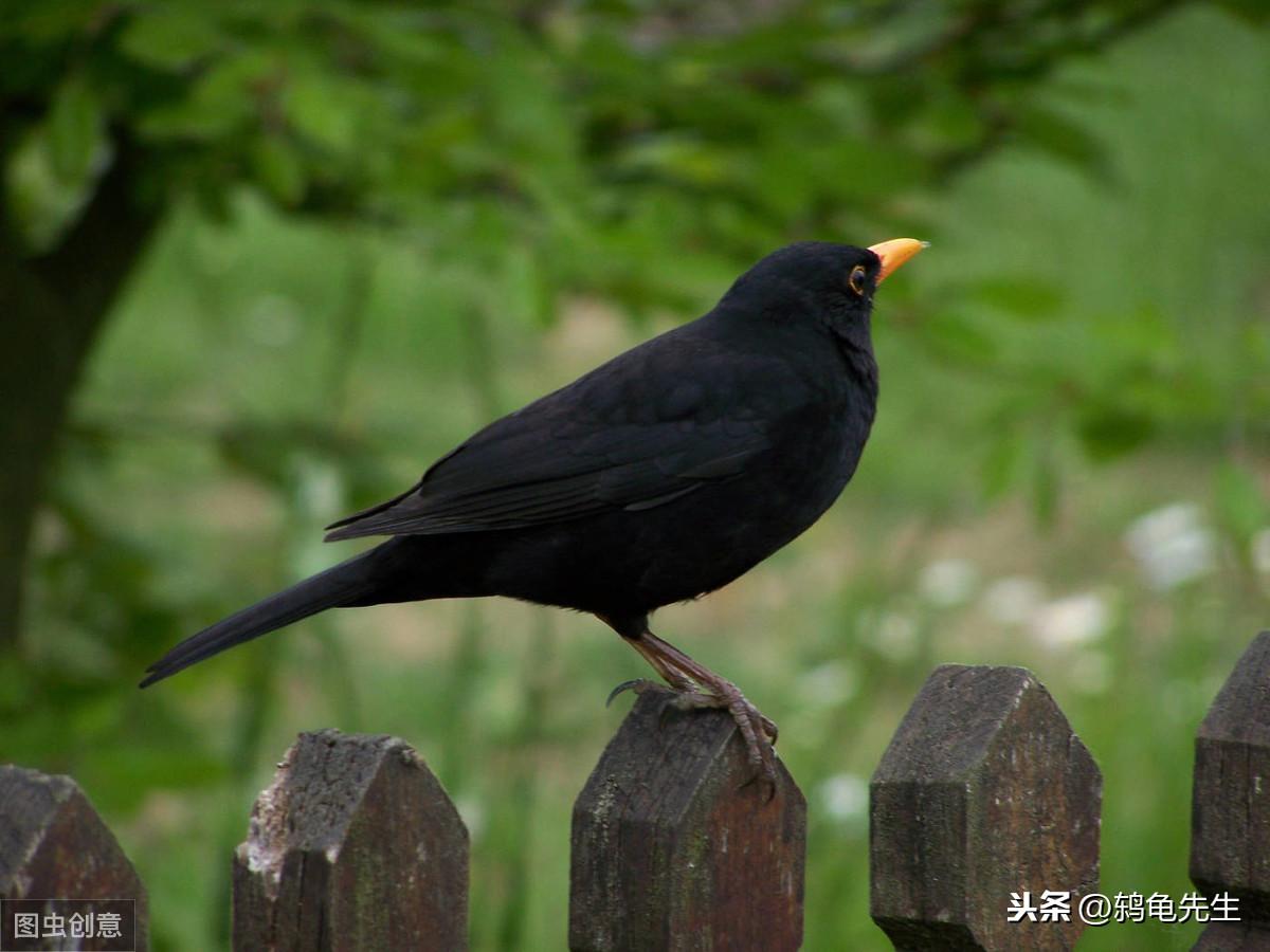 八哥鸟到底要多少钱才能带回家？