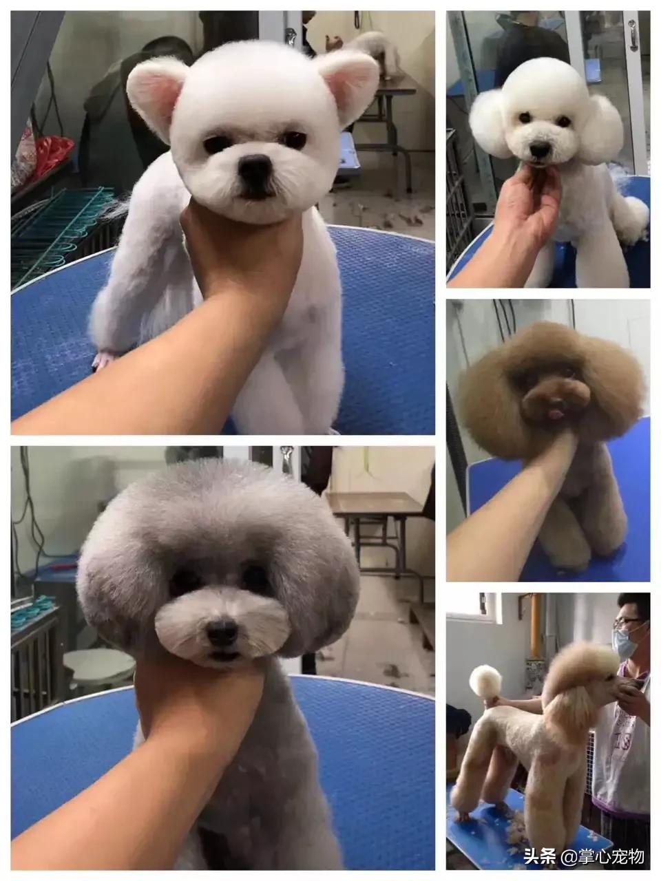 雪纳瑞造型真的能在家自己搞定吗？