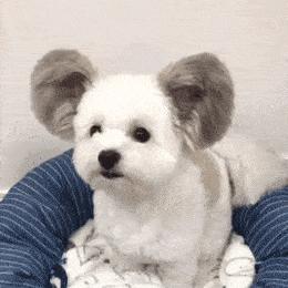 蝴蝶犬真的适合新手养吗？