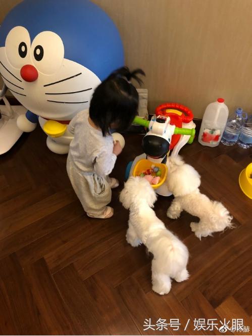 狗狗训练营真的能让拆家狂魔变天使吗？