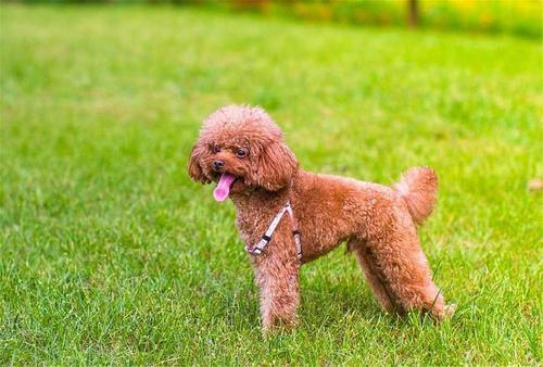 贵宾犬不打理会变成流浪汉吗？