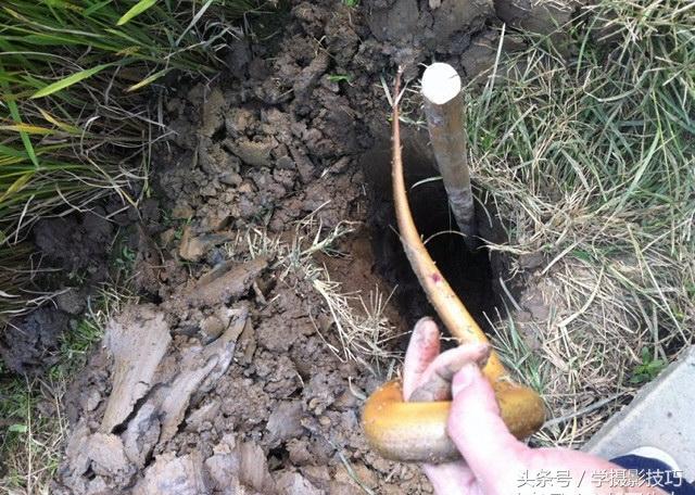 海底真能养出会游泳的青蛙吗？