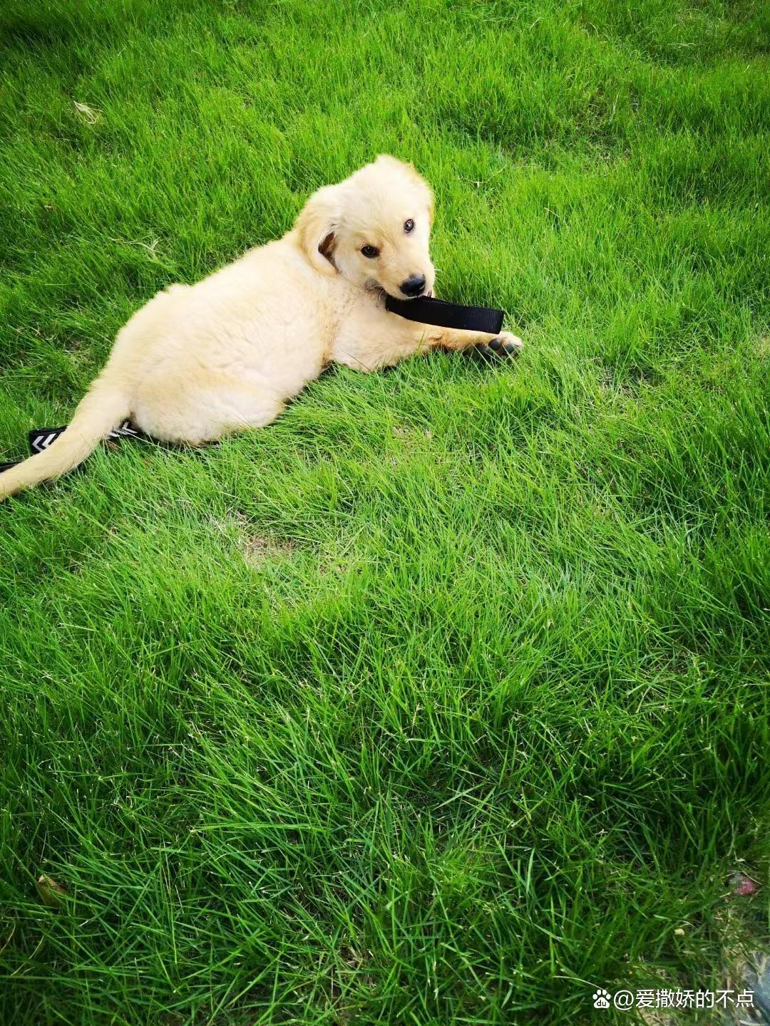 狗狗突然呕吐拉稀？可能是犬瘟热在作祟！