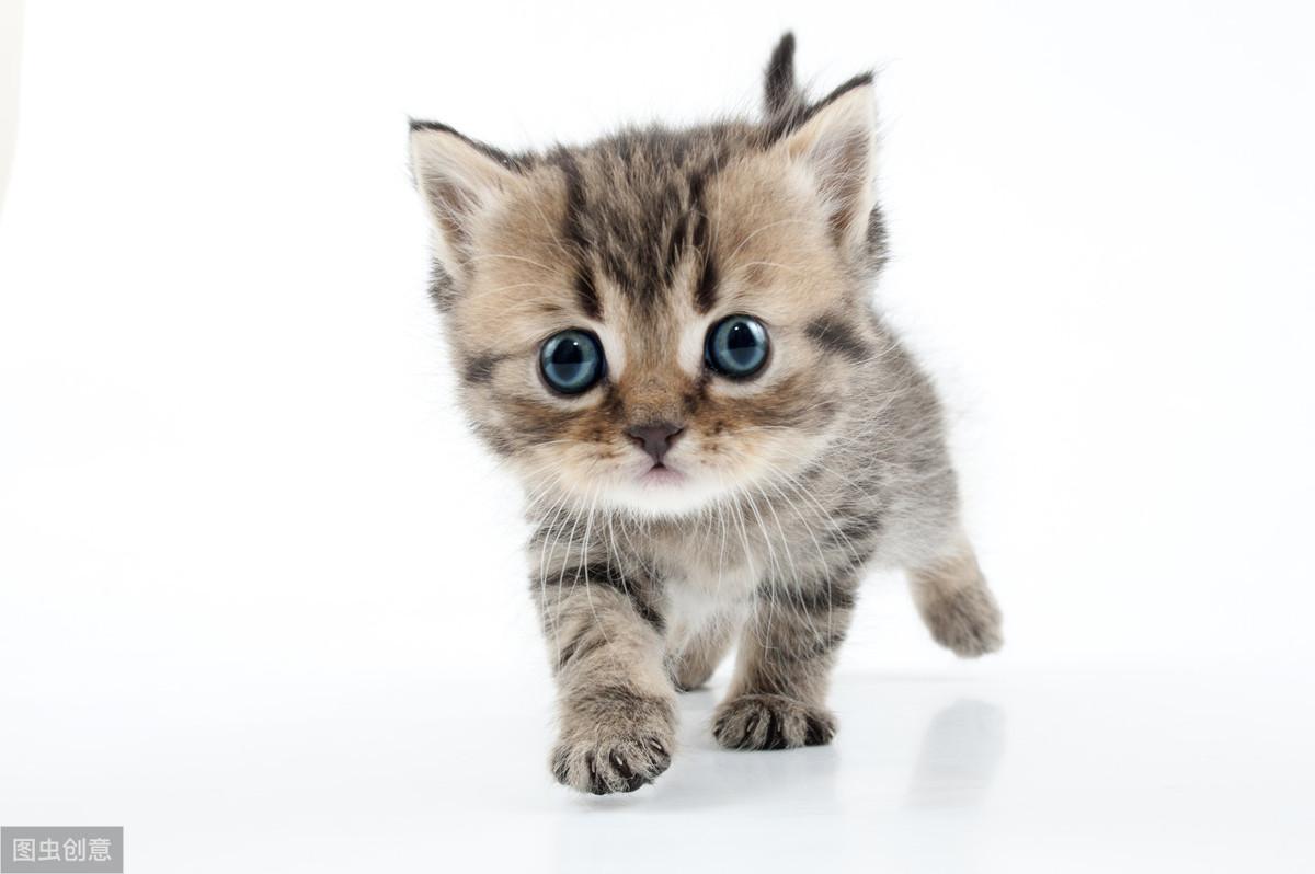 十二生肖为啥偏偏是这十二种动物？