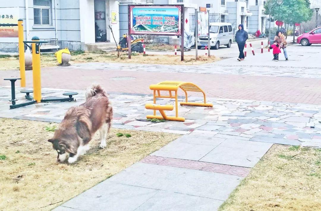 俄罗斯猎狼犬真的适合新手养吗？